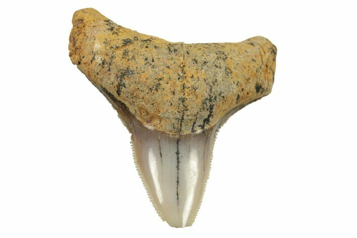 .96" Fossil Bull Shark Tooth (Carcharhinus) - Angola (#259505) For Sale
